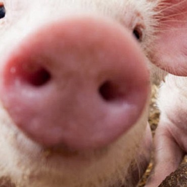 SecurePig® FLASH : Solution anti-stress pour les cochons